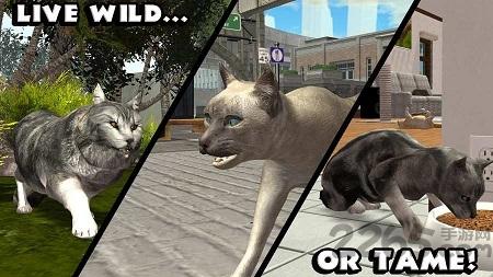 终极猫模拟器中文破解版下载,终极猫模拟器,模拟游戏